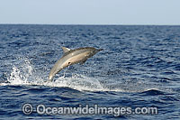 Spinner Dolphin with cookie cutter shark bite Photo - David Fleetham