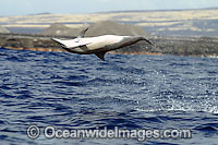 Spinner Dolphin breaching Photo - David Fleetham
