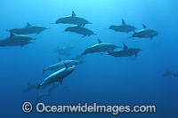 Spinner Dolphin breaching Photo - David Fleetham