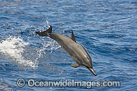 Spinner Dolphin breaching Photo - David Fleetham
