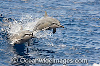 Spinner Dolphin breaching Photo - David Fleetham