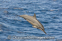 Spinner Dolphin breaching Photo - David Fleetham