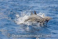 Spinner Dolphin breaching Photo - David Fleetham