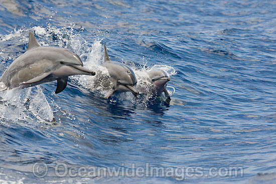 Spinner Dolphin breaching photo Spinner Dolphin breaching photo