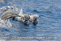Spinner Dolphin breaching Photo - David Fleetham