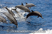 Spinner Dolphin breaching Photo - David Fleetham