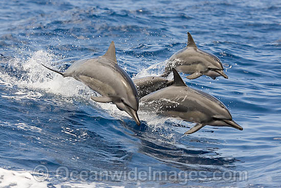 Spinner Dolphin breaching photo Spinner Dolphin breaching photo