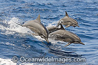 Spinner Dolphin breaching Photo - David Fleetham