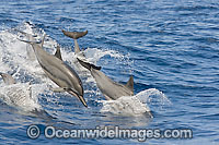 Spinner Dolphin breaching Photo - David Fleetham