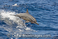 Spinner Dolphin breaching Photo - David Fleetham