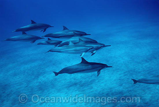 Spinner Dolphin photo Spinner Dolphin photo