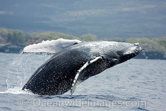 Humpback Whale breaching on surface photo Humpback Whale breaching on surface photo