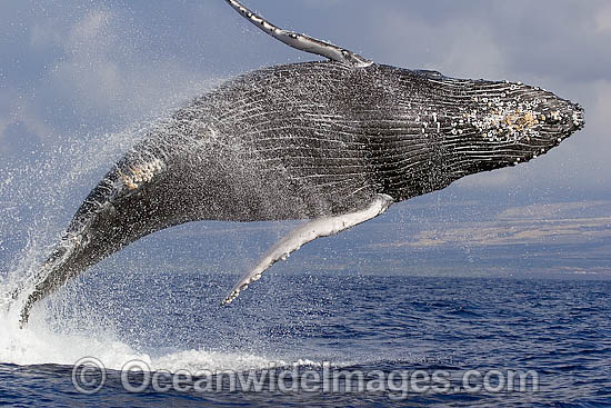 Humpback Whale breaching photo Humpback Whale breaching photo