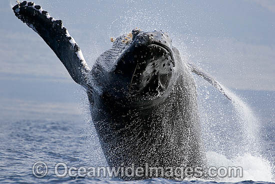 Humpback Whale Hawaii photo Humpback Whale Hawaii photo