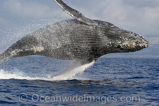 Humpback Whale breaching photo Humpback Whale breaching photo