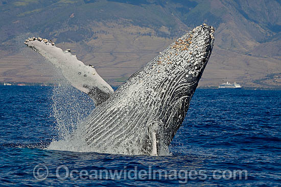 Humpback Whale breaching on surface photo Humpback Whale breaching on surface photo