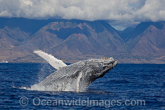 Humpback Whale Hawaii photo Humpback Whale Hawaii photo