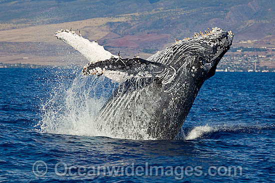Humpback Whale breaching on surface photo Humpback Whale breaching on surface photo