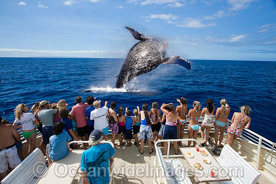 Humpback Whale breaching photo