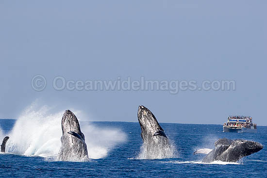 Humpback Whale breaching on surface photo Humpback Whale breaching on surface photo