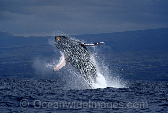 Humpback Whale breaching on surface photo Humpback Whale breaching on surface photo