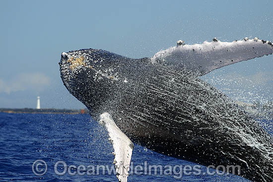 Humpback Whale breaching photo