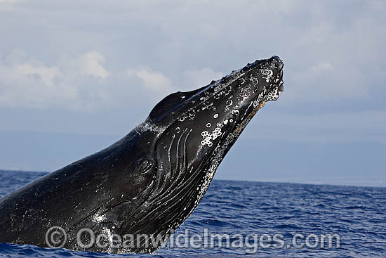 Humpback Whale breaching photo Humpback Whale breaching photo