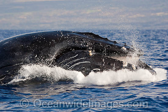 Humpback Whale breaching on surface photo Humpback Whale breaching on surface photo