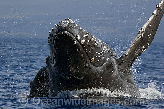 Humpback Whale breaching photo Humpback Whale breaching photo