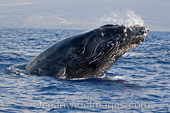 Humpback Whale Hawaii photo