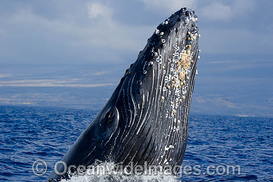 Humpback Whale breaching photo Humpback Whale breaching photo