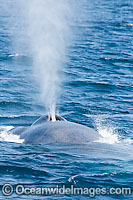 Blue Whale expelling air Photo - David Fleetham