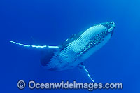 Humpback Whale underwater Photo - David Fleetham