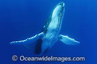 Humpback Whale underwater Photo - David Fleetham