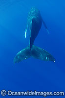 Humpback Whale tail fluke underwater Photo - David Fleetham