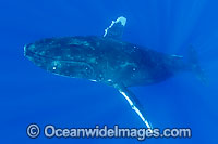 Humpback Whale underwater Photo - David Fleetham
