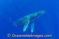 Humpback Whale underwater Photo - David Fleetham
