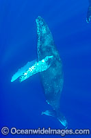 Humpback Whale underwater Photo - David Fleetham