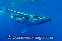 Humpback Whale underwater Photo - David Fleetham