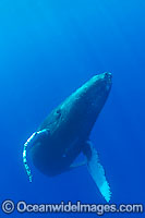 Humpback Whale underwater Photo - David Fleetham