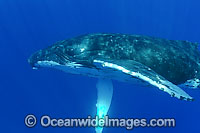 Humpback Whale underwater Photo - David Fleetham