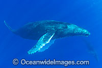Humpback Whale underwater Photo - David Fleetham