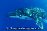 Humpback Whale underwater Photo - David Fleetham