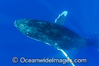 Humpback Whale underwater Photo - David Fleetham