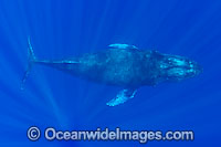 Humpback Whale underwater Photo - David Fleetham