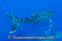 Humpback Whale underwater Photo - David Fleetham