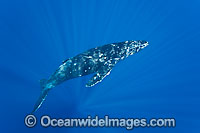 Humpback Whale underwater Photo - David Fleetham