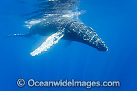 Humpback Whale underwater Photo - David Fleetham