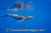 Humpback Whale underwater Photo - David Fleetham
