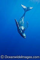 Humpback Whale calf underwater Photo - David Fleetham